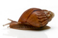Lissachatina immaculata ssp. Mozambique juvenil, 25mm